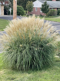 ALF Landscape Design & Maintenance, LLC - Photo 2 - Car repair in Ewing Township, NJ, Trenton