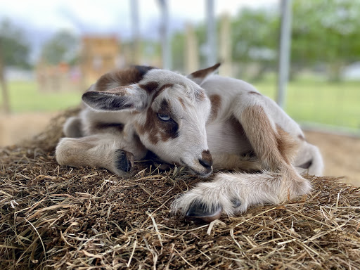 Wildflower Farm Orlando