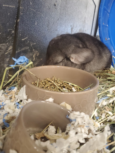 Pet Supply Store «PetSmart», reviews and photos, 310 N White Horse Pike, Lawnside, NJ 08045, USA