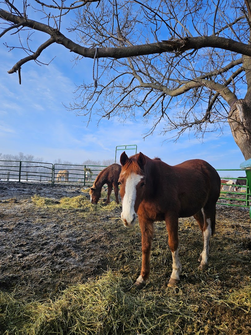 GRG Ranch Horse Rescue & Sanctuary