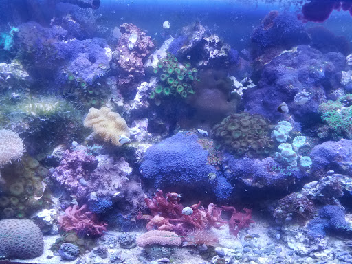 Tropical Fish Store «Seascape Aquatics», reviews and photos, 5038 Academy Blvd N, Colorado Springs, CO 80918, USA