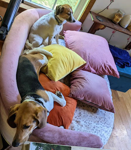 Dog Trainer «Off Leash K9 Training, Charlottesville», reviews and photos, 8782 Seminole Trail, Ruckersville, VA 22968, USA