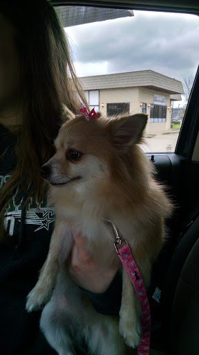 Pet Groomer «Belly scRubs Self Service Pet Wash», reviews and photos, 119 WV-34 #1, Hurricane, WV 25526, USA