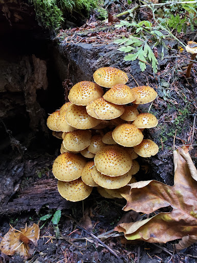 Nature Preserve «Redmond Watershed Preserve», reviews and photos, 21760 NE Novelty Hill Rd, Redmond, WA 98053, USA