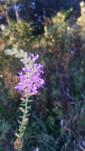 Nature Preserve «Sauk Trail Woods», reviews and photos, 3028 Forest Preserve Dr, Chicago Heights, IL 60411, USA