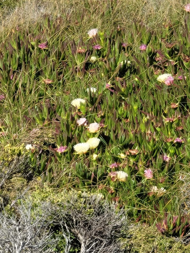 Golf Course «Pacific Grove Golf Links», reviews and photos, 77 Asilomar Ave, Pacific Grove, CA 93950, USA