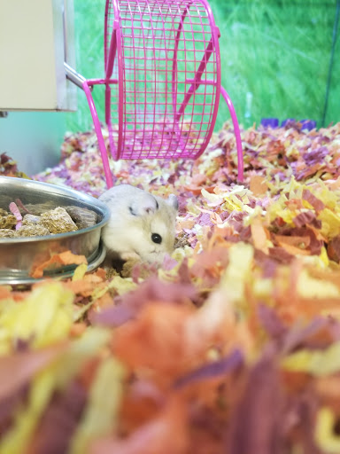 Pet Supply Store «PetSmart», reviews and photos, 73 RHL Blvd, South Charleston, WV 25309, USA