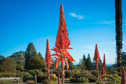 Nature Preserve «UC Santa Cruz Arboretum», reviews and photos, 1156 High St, Santa Cruz, CA 95064, USA