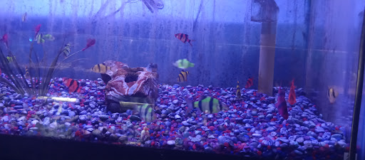 Pet Store «Leesburg Pet Center», reviews and photos, 959 N 14th St, Leesburg, FL 34748, USA