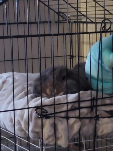 Pet Store «All Pets Club», reviews and photos, 405 Queen St, Southington, CT 06489, USA