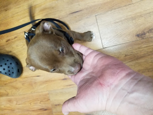 Pet Supply Store «Pet Supermarket», reviews and photos, 1080 Alafaya Trail, Oviedo, FL 32765, USA