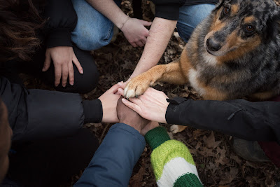 Pattes'Complices - Comportementaliste canin - Médiation animale à Orée-d'Anjou
