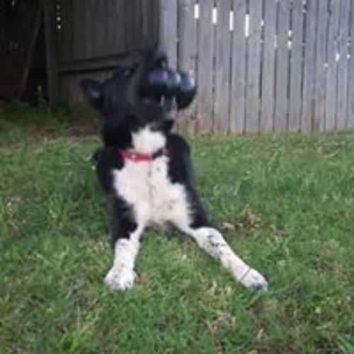 Pet Store «For Healthy Pets!», reviews and photos, 5165 Atlanta Hwy, Montgomery, AL 36109, USA