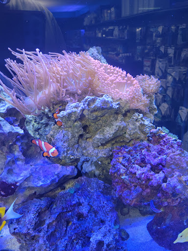Tropical Fish Store «Saltwater Paradise», reviews and photos, 1313 W Airport Fwy, Irving, TX 75062, USA