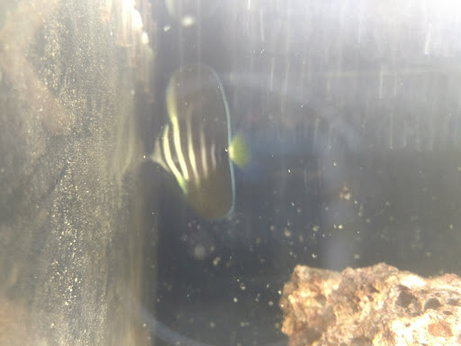 Tropical Fish Store «Pass Road Pet Center (Just Fish)», reviews and photos, 1939 Pass Rd, Biloxi, MS 39531, USA