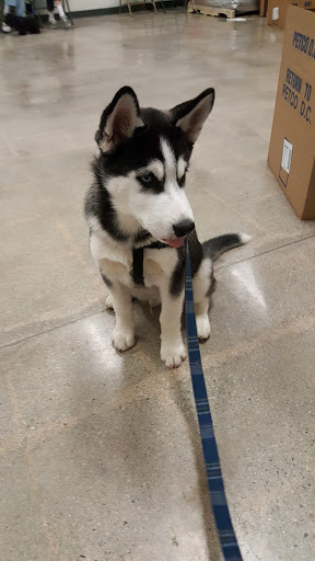 Pet Supply Store «Petco Animal Supplies», reviews and photos, 26501 Bouquet Canyon Rd, Saugus, CA 91350, USA