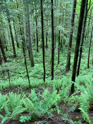 Dry Cleaner «Bellevue Way Cleaners», reviews and photos, 103 Bellevue Way NE # 4, Bellevue, WA 98004, USA