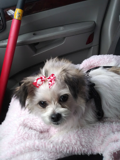 Pet Supply Store «PetSmart», reviews and photos, 4601 Outer Loop, Louisville, KY 40219, USA