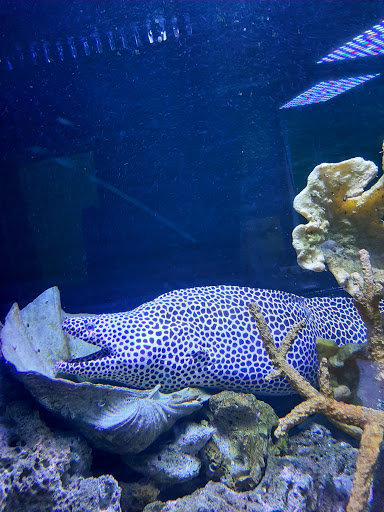 Aquarium «Clearwater Marine Aquarium», reviews and photos, 249 Windward Passage, Clearwater, FL 33767, USA