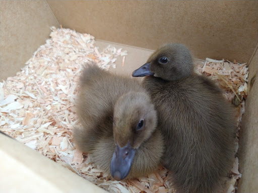 Pet Store «Co-Op Supply», reviews and photos, 2901 State St, Everett, WA 98201, USA