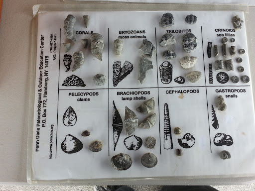 Nature Preserve «Penn Dixie Fossil Park & Nature Reserve», reviews and photos, 4050 North St, Blasdell, NY 14219, USA