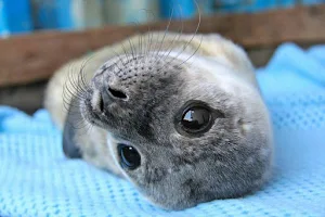 Seal Rescue Ireland Visitor Centre (Please check website for available tour times) image