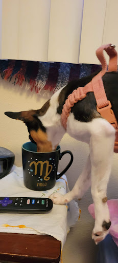 Pet Supply Store «Petco Animal Supplies», reviews and photos, 1601 Market Pl Dr #371, Great Falls, MT 59404, USA