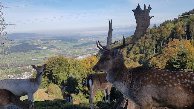 Opinii despre Hirschpark în Küssnacht SZ - Museum