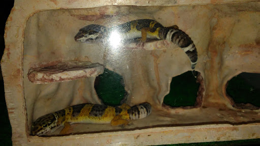 Pet Supply Store «Petco Animal Supplies», reviews and photos, 1250 N Germantown Pkwy #112, Cordova, TN 38016, USA