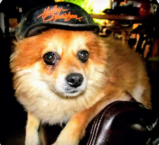 Pet Supply Store «PetSmart», reviews and photos, 3132 Vestal Pkwy E, Vestal, NY 13850, USA