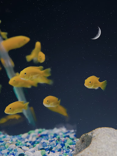 Pet Store «Crystal Clear Family Pets», reviews and photos, 33 High St, Ellsworth, ME 04605, USA