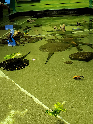 Aquarium «Georgia Aquarium», reviews and photos, 225 Baker St NW, Atlanta, GA 30313, USA