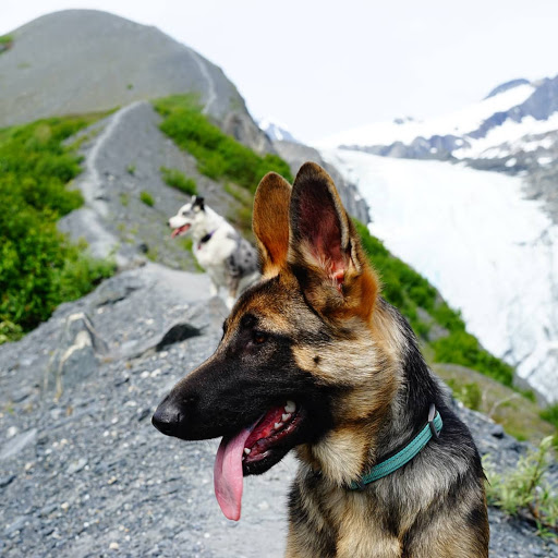 Ravenwood Veterinary Clinic Pc: Whiton Susan DVM image