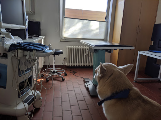 Praxis für Pferde und Kleintiere Dr. Jan Groth unter Glinde, Schleswig-Holstein