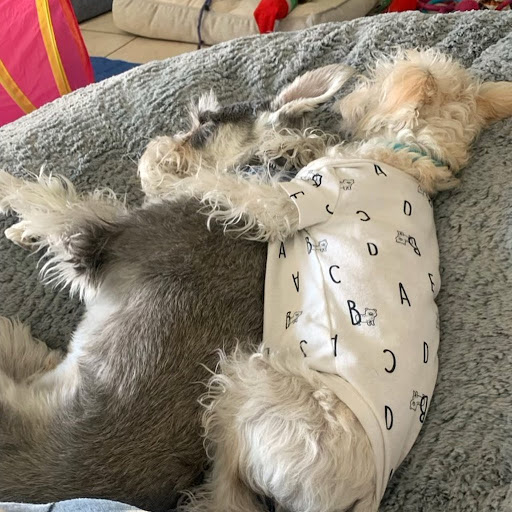 Pet Store «Puppies N Love», reviews and photos, 7700 W Arrowhead Towne Center, Glendale, AZ 85308, USA