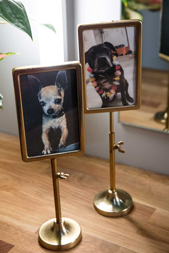 Mama Dog Studios image