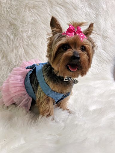 Pet Groomer «Glamour Pooch / Grooming Boutique», reviews and photos, 1590 Lomaland Dr, El Paso, TX 79935, USA