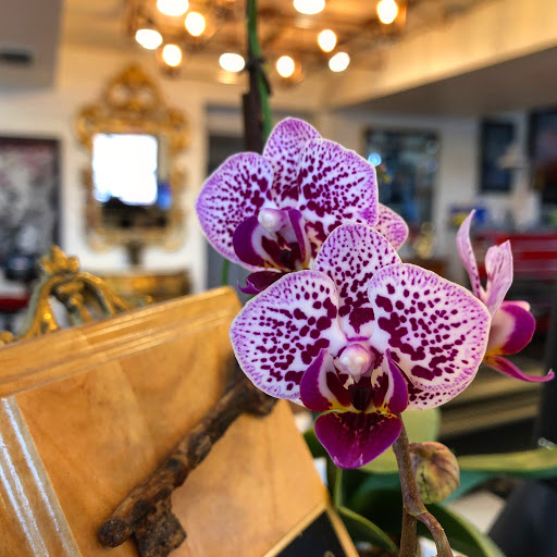 Explore sea life tattoo ideas, creative tattoo ideas in Peoria, available at Iron Key Tattoo Studio Inc.