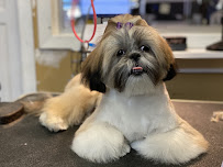 Maria's Pet Shop & Grooming - Photo 5 - Car repair in Bronx, NY, Bronx