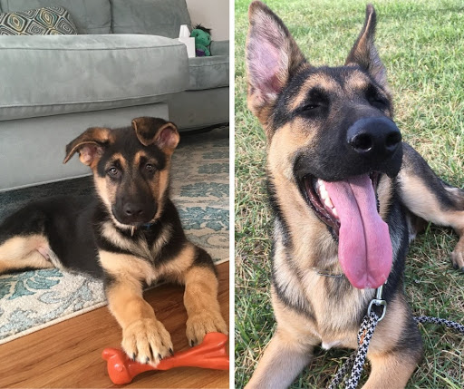 Pet Store «Petland», reviews and photos, 10289 Ulmerton Rd, Largo, FL 33771, USA