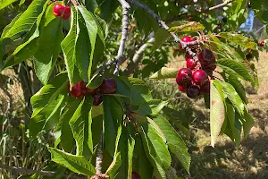 Stella Creek Cherries image