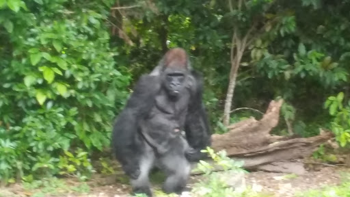 Nature Preserve «Harden Hammock Preserve», reviews and photos, SW 108th Ave, Miami, FL 33170, USA