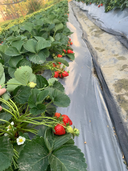 湖内草莓阿公-信佳有机农场