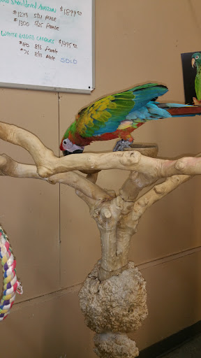 Bird Shop «Paterson Bird Store», reviews and photos, 13 Furler St # 1, Totowa, NJ 07512, USA
