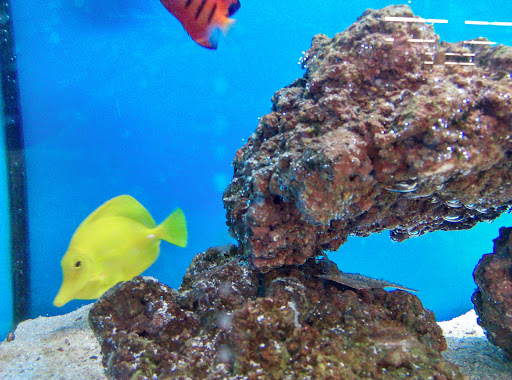 Pet Supply Store «Petco Animal Supplies», reviews and photos, 911 N Stratford Rd c, Moses Lake, WA 98837, USA