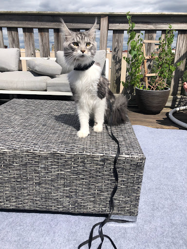 Pet Store «Fairmount Pet Shoppe», reviews and photos, 2024 Fairmount Ave, Philadelphia, PA 19130, USA