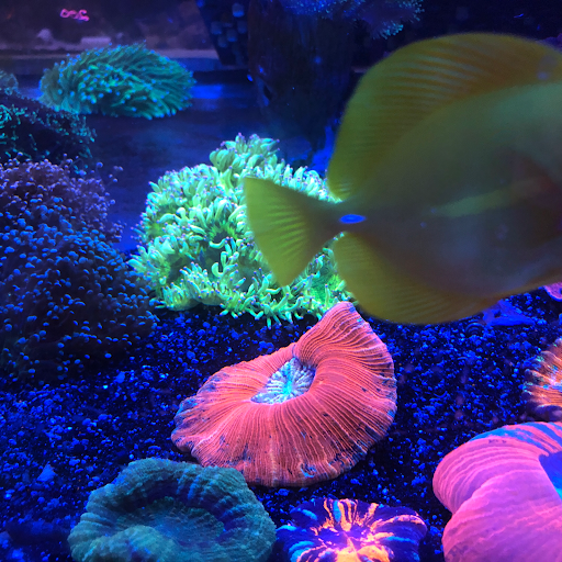 Aquarium «Neptunes Aquariums», reviews and photos, 5329 W 20th Ave, Hialeah, FL 33012, USA