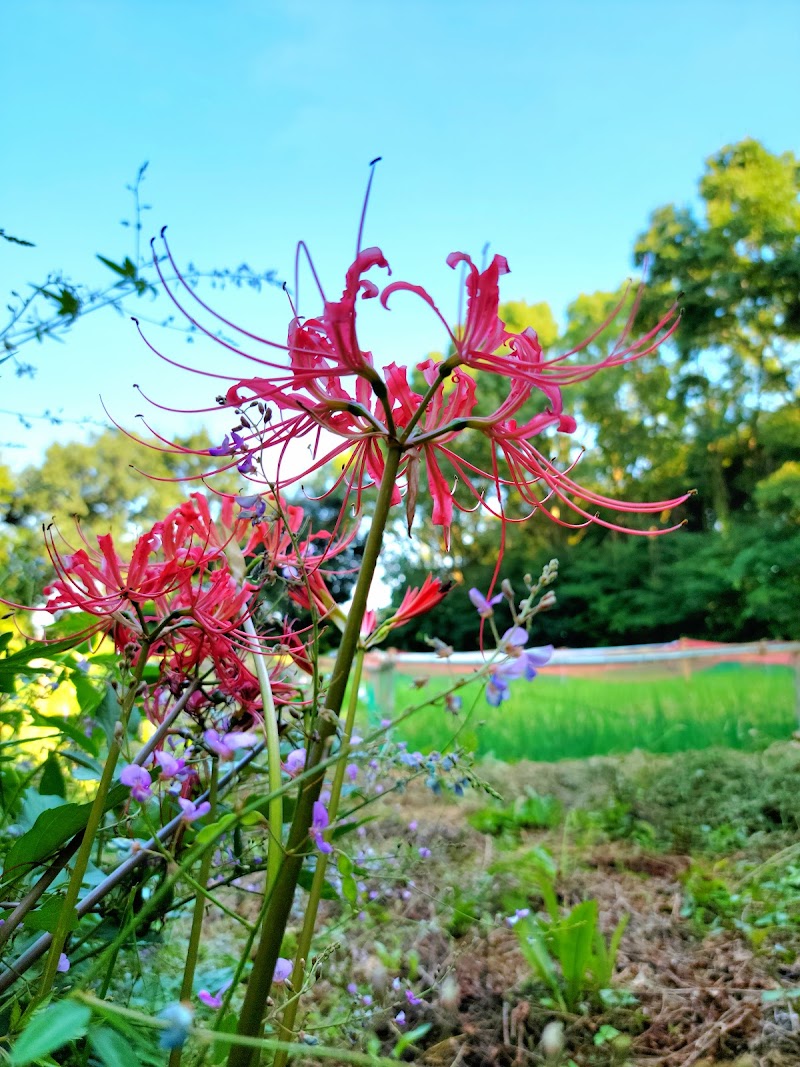 観察の森