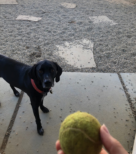 Pet Supply Store «Wag», reviews and photos, 2450 Harney St, Omaha, NE 68131, USA