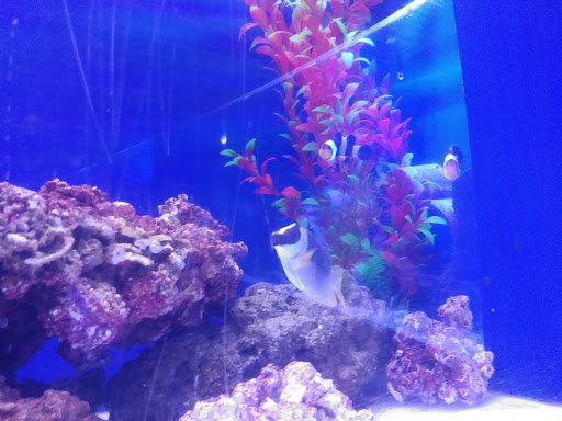 Pet Store «Pet Cove», reviews and photos, 820 E Center St, Kingsport, TN 37660, USA